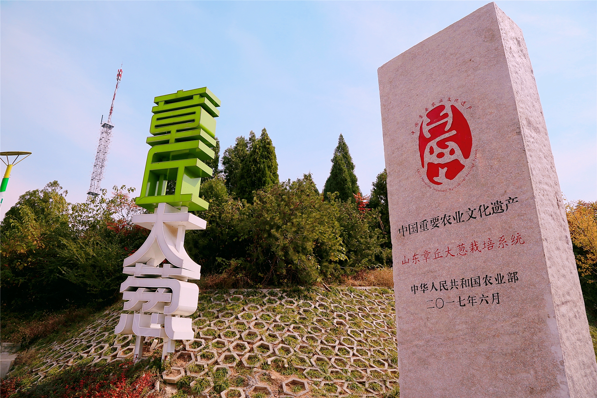 章丘大葱——中国重要农业文化遗产.jpg